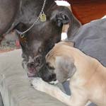 Buddies