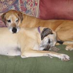 Couch Buddies