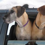Road Trip