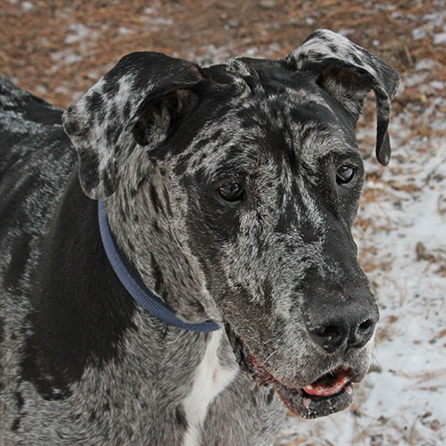 Brutus