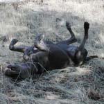 A roll in the hay