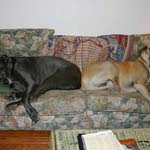 Couch potatoes