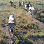 The goatherd